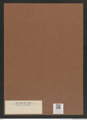 Diatomeae indet. Zeichnungen Sammlung Grunow Mappe 03667 (Herbarium_W_Grunow_drawings_Folder_03667)